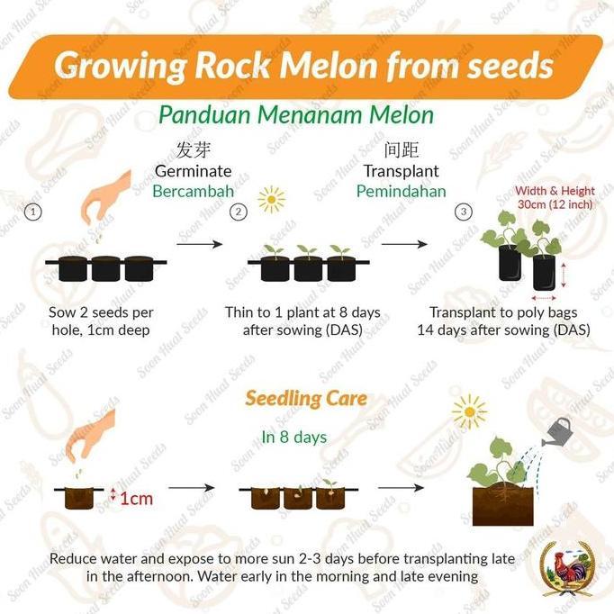 Benih Bibit Biji - Benih Melon M5 Midori F1 Hibrida Snow Leopard Melon Seeds - IMPORT MALAYSIA murah