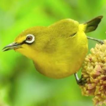 burung pleci dakun bali jantan pilihan