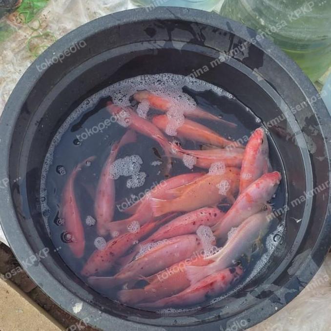 paket bibit calon indukan ikan nila kakap merah isi 4 ekor