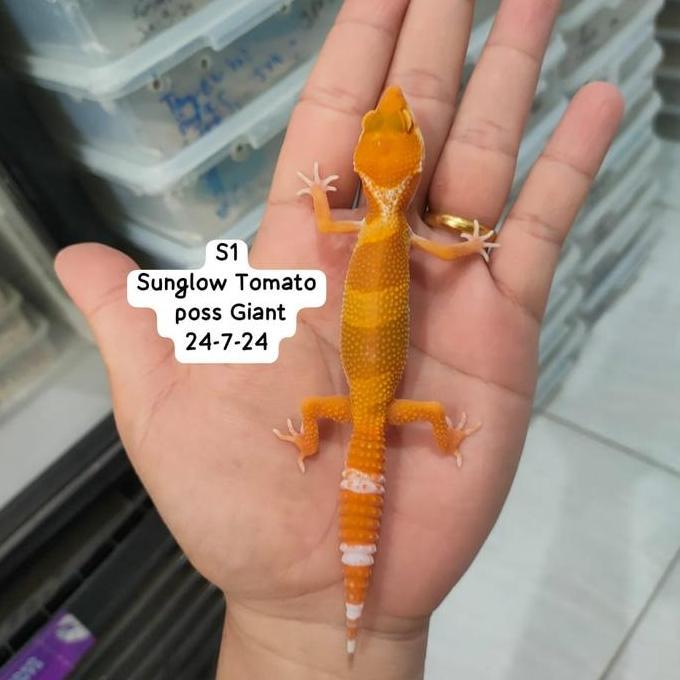 Leopard Gecko Sunglow Pilih Sesuai Foto