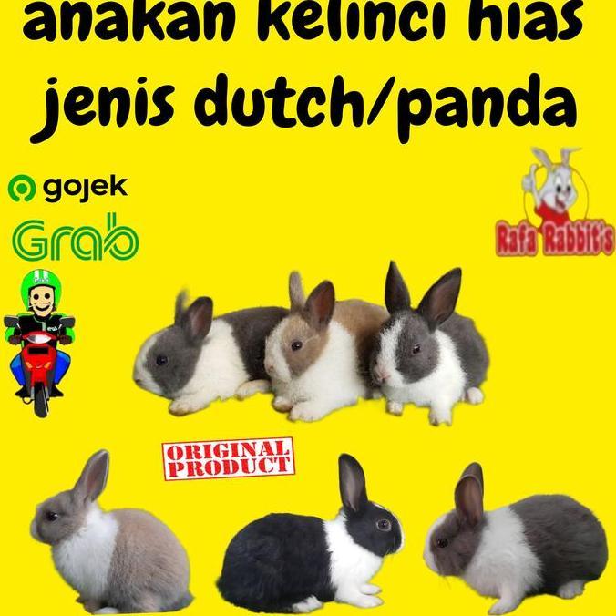 anakan kelinci ras dutch lucu gemes terlaris khusus gojek grab