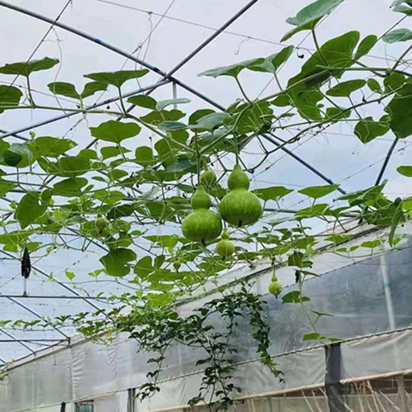 Jaring Rambatan Tanaman Plant Climbing Net Jaring Tanaman Merambat