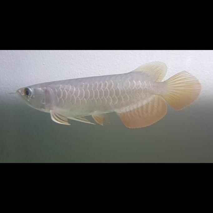 // IKAN ARWANA GOLDEN RED RTG RED TAIL GOLDEN AROWANA ''