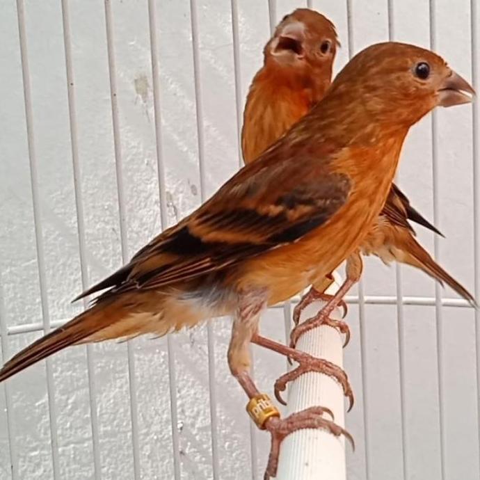 FYP MULE ANAK SILANGAN RED SISKIN X KENARI BLACKRED *