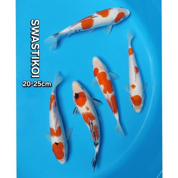 VIRALL IKAN KOI BLITAR PAKET 5 EKOR SUPER ''