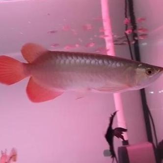 // ARWANA AROWANA SUPER RED CHILI BLOOD RED 25 CM (PROMO FREE ONGKIR) *