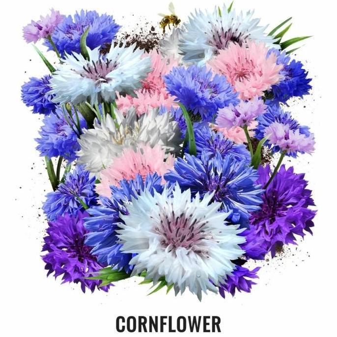 5 Biji - Benih Bunga Hias Cornflower Warna Warni Allshop
