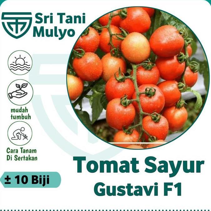 10 Biji - Benih Tomat Unggulan Gustavi F1 - Tahan Virus - Bibit Sayuran Benih Sayuran - Servo Kani A