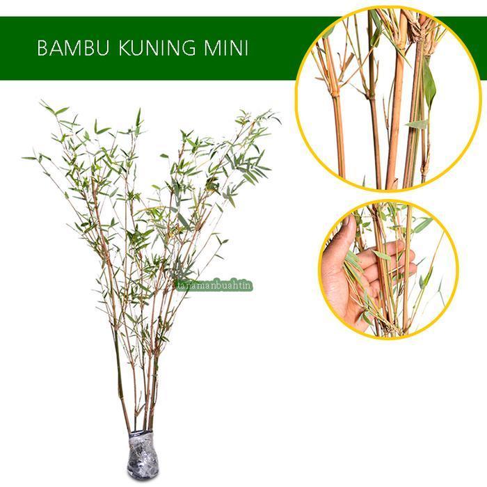 Tanaman Bambu Kuning Mini