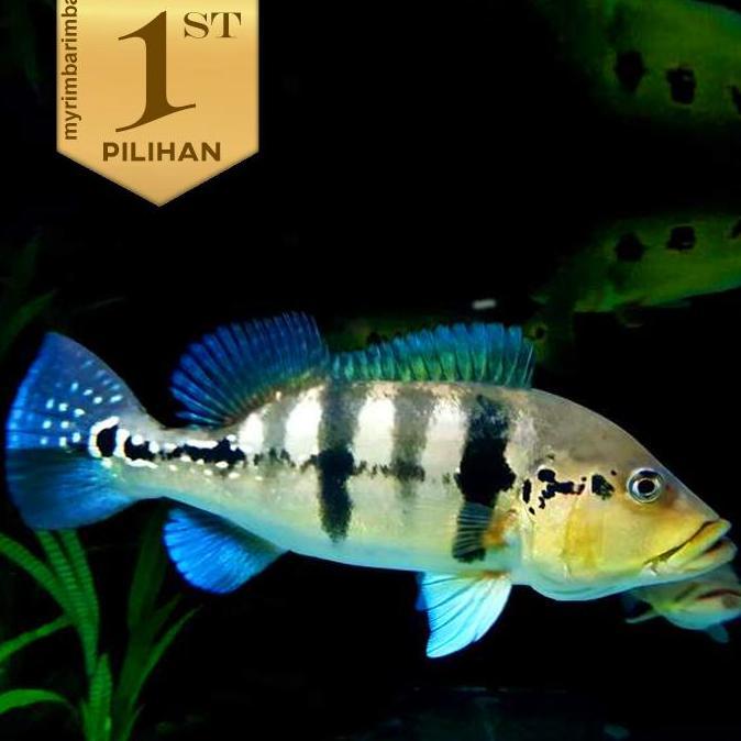 Baby Peacock Bass Blue Azul Ikan Hias Predator Hiasan Aquarium 6 cm ++