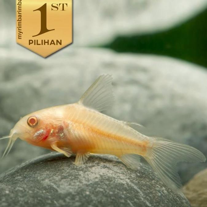 Corydoras Albino Jumbo Indukan  Ikan Hias Hiasan Aquarium Aquascape