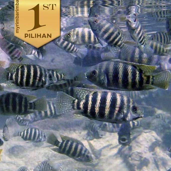 Paket Koloni (isi 10) Cichlid Zebra Ninety Nine Tilapia Ikan Hias Aquascape Hiasan Aquarium Tanaman 