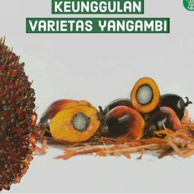 BIBIT BENIH UNGGUL YANGAMBI ORIGINAL MEDAN