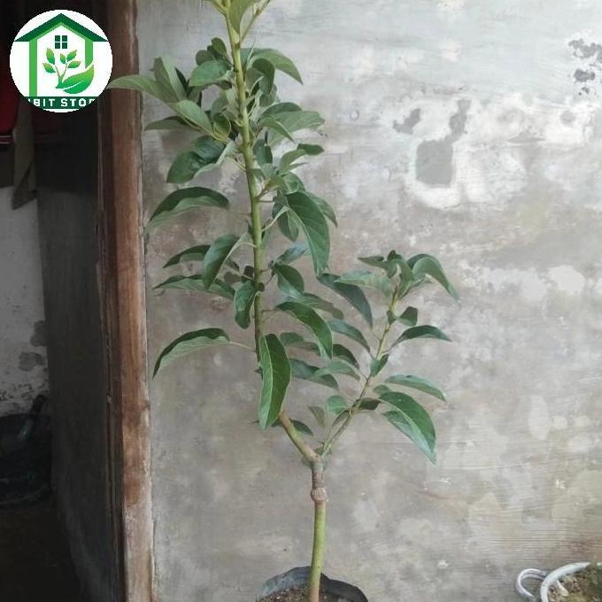 bibit alpukat miki 1 meter up Pohon