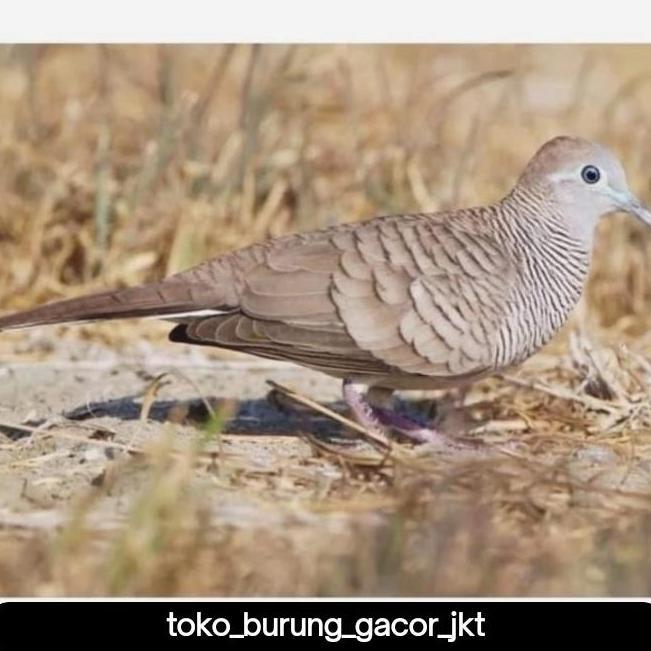 Burung Perkutut Lokal Pilihan