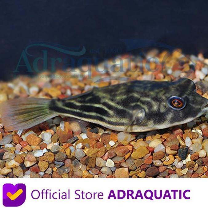 Afterday- Ikan Hias Buntal Fahaka Buntel Pufferfish Puffer Fish Puff Air Tar