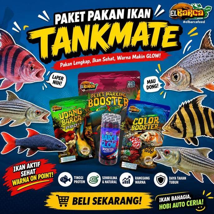 Afterday- Paket Pakan Ikan Tankmate Percepat Tumbuh Rna Naik Marking Tajam Ikan Rff Datz Barb Red Fi