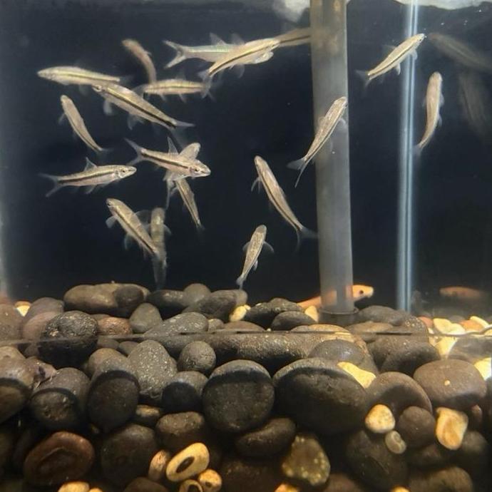 Afterday- Sae Alga Eater / Sae Algae Eater / Hias Sae / Siamese Algae Eater