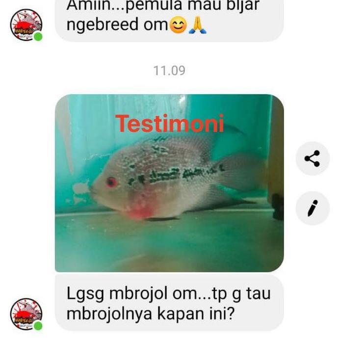 Mycats- Pelet Strong Breeder & Jenong B Head Pakan Indukan Louhan Lohan Dll