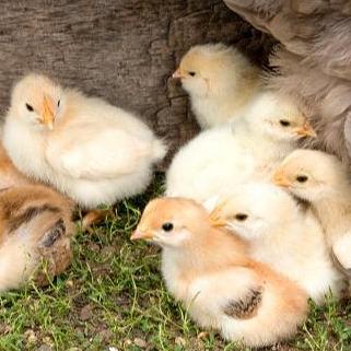 MIN.5 PCS VITACHICKS VITACHICK 5 GRAM VITAMIN ANAK AYAM