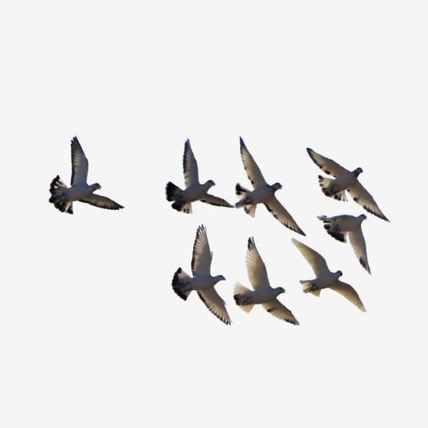 VERSELE LAGA IDEAL PILLS - JAMU MERPATI PIGEON