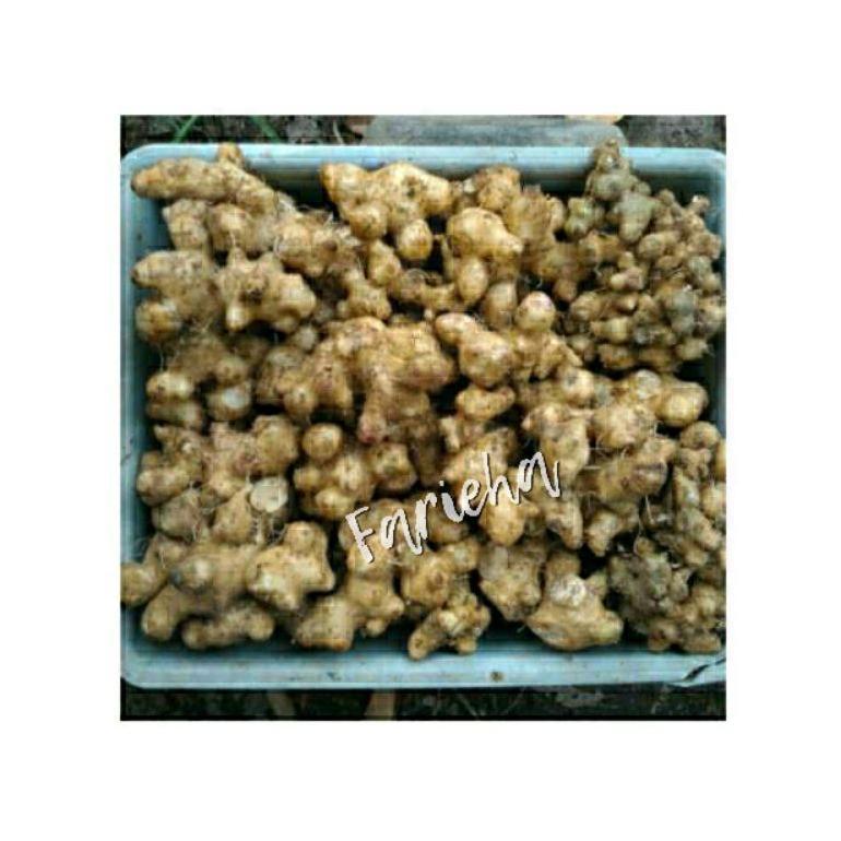 NEW Jual Umbi Daun Dewa Ungu Segar Ubi Samsit Basah Umbi Fresh Bibit Tanaman dan Obat Herbal Kanker 