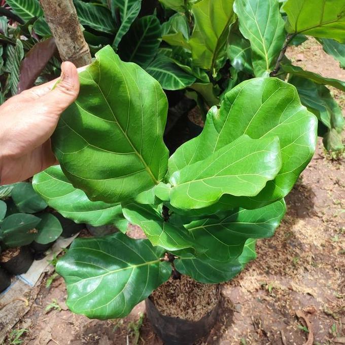 tanaman ketapang biola cantik/pohon ketapang biola