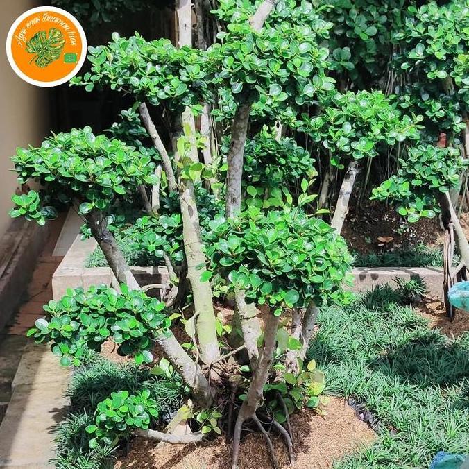 TANAMAN BONSAI BERINGIN DOLAR TINGGI 1,5 - 2METER
