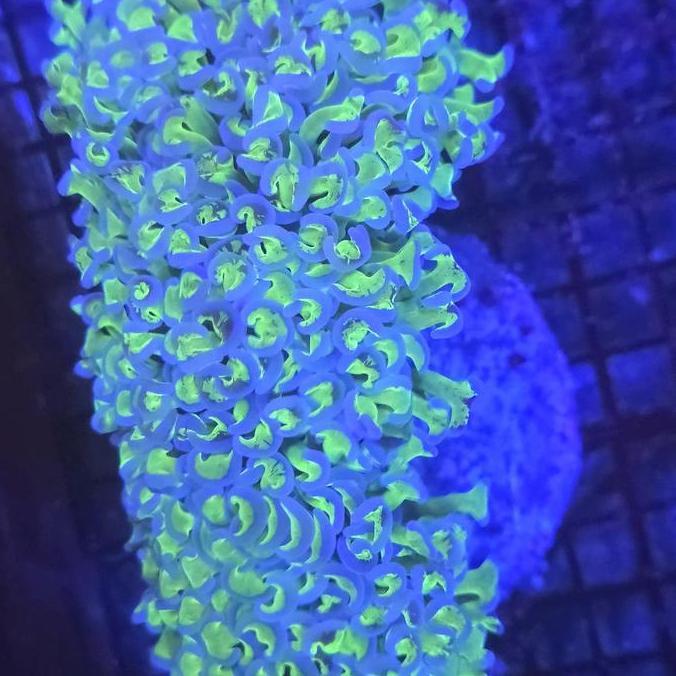 coral koral siwalan hijau ungu ijo ungu frag wall hammer coral perawatan mudah tahan banting