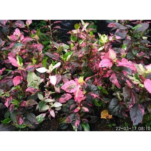 Pohon bunga sepatu variegata