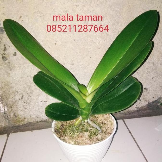 anggrek bulan. tanaman+pot.