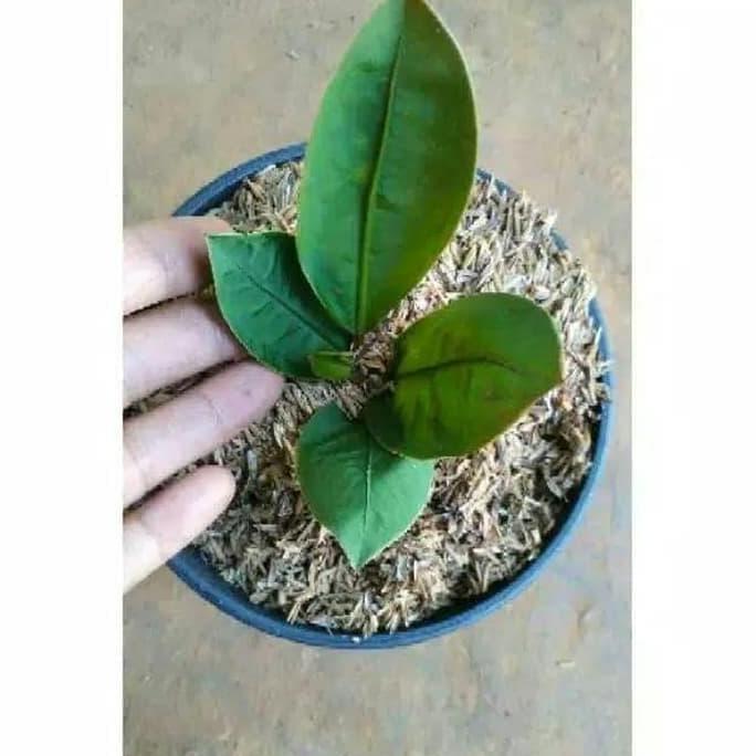 Tanaman Anthurium Superboom Neo - tanaman hias