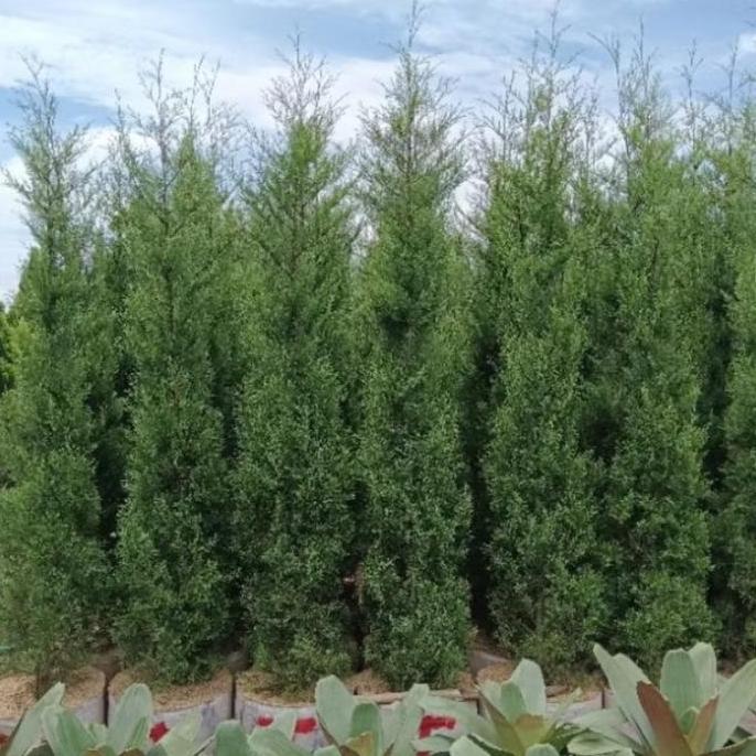 Cemara Wangi Rimbun - Tanaman Cemara Wangi