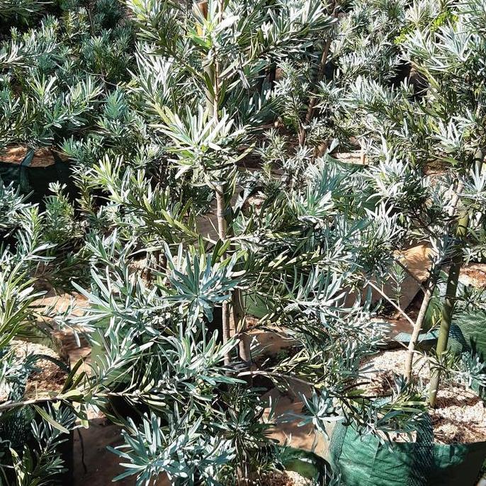 Tanaman hias Lohansung daun silver 80-100cm