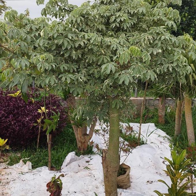 pohon kapuk varigata Tanaman pohon kapuk