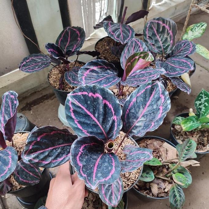 tanaman hias calathea black lipstik - Calathea Black Lipstik