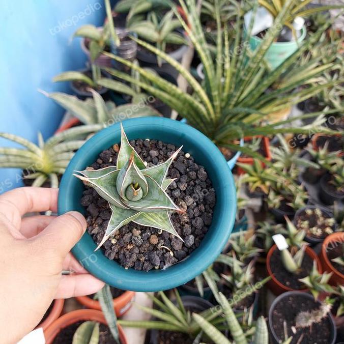 SANSE - SANSEVIERIA PINGUICULA VARIGATA 6-1-2022