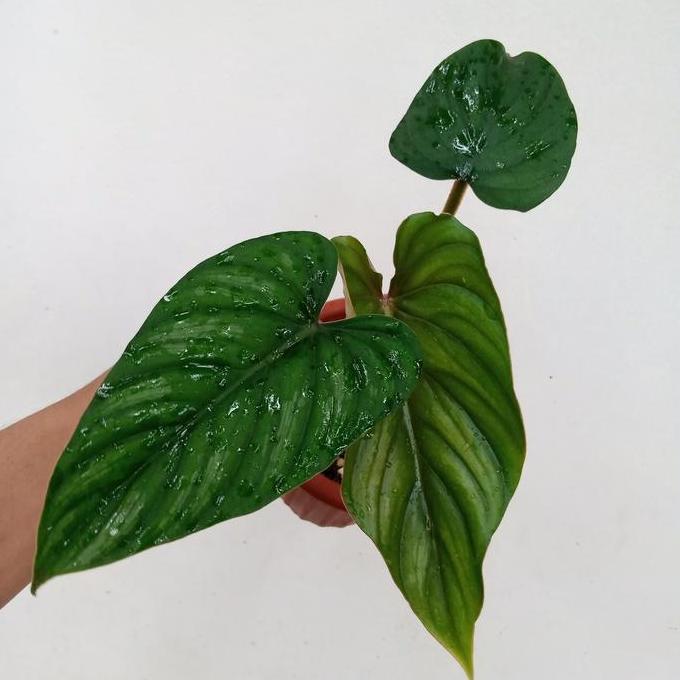 Philodendron Plowmanii black face