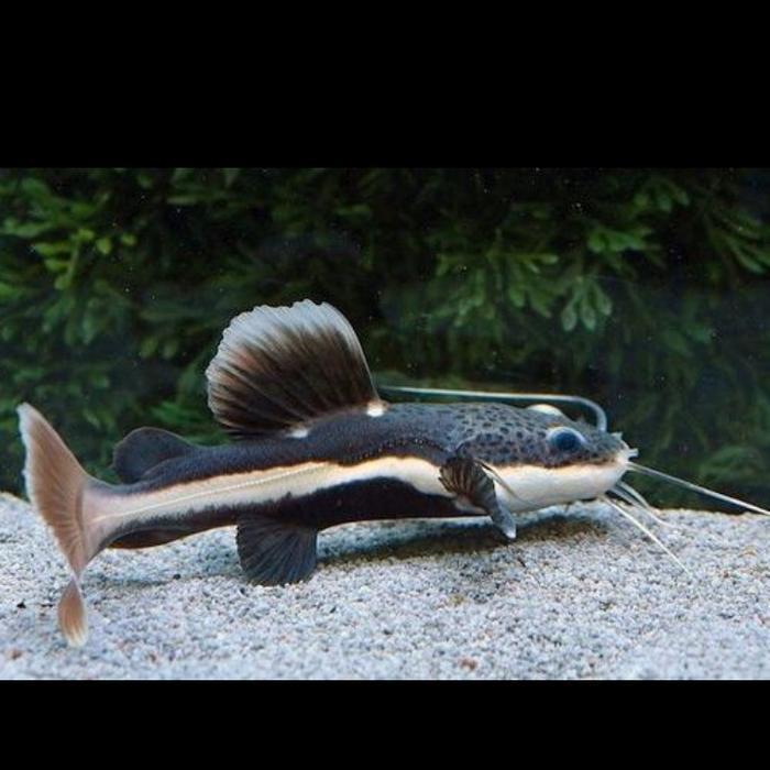 Ikan RTC red tail catfish tankmate / Lele Amazon 18 - 20 cm