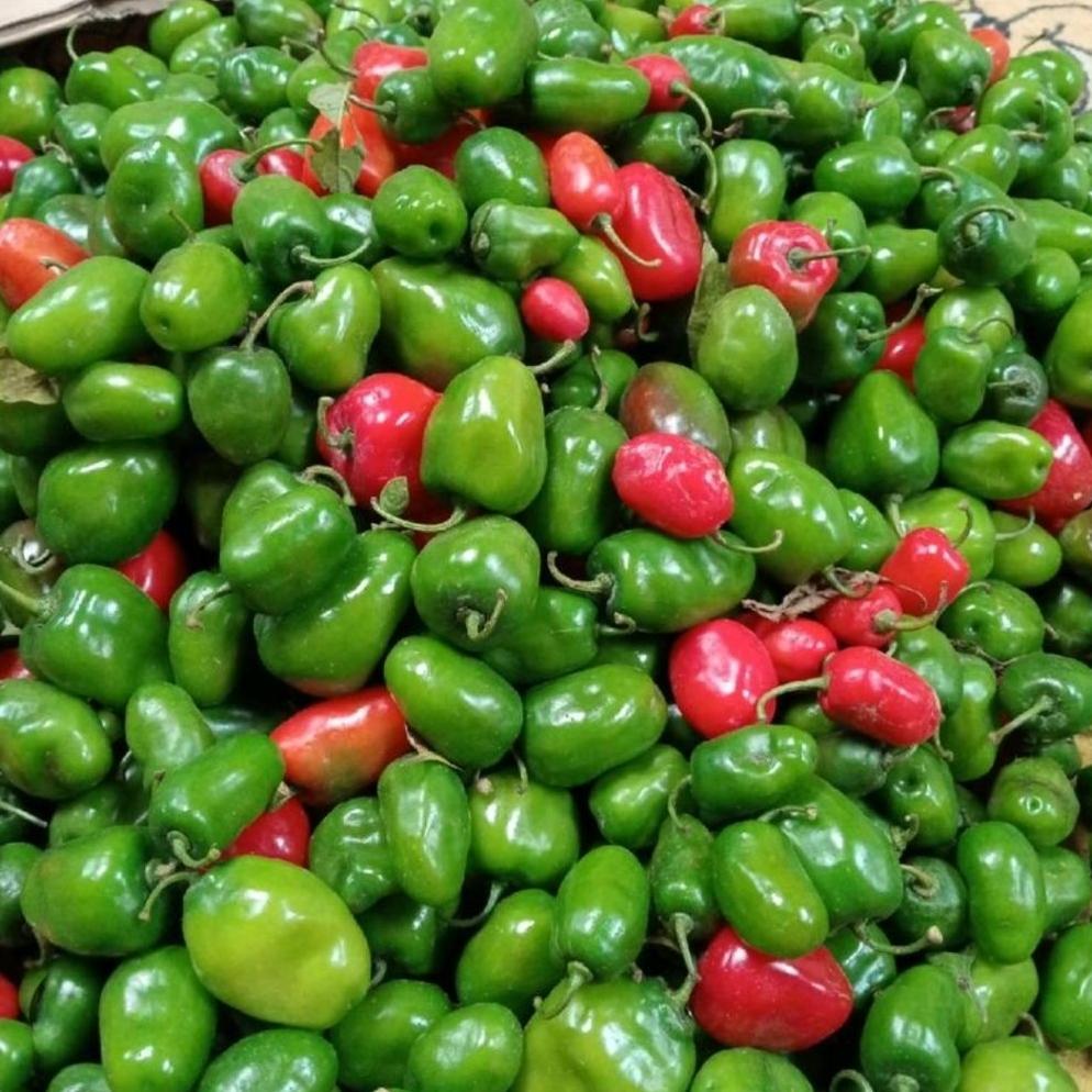, ( 20 Biji ) Benih Cabe Gendot | Cabe Setan Gendot | Cabe Gendot | Cabe Pedas ,