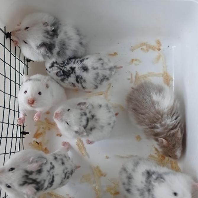 syrian fujiyama hamster