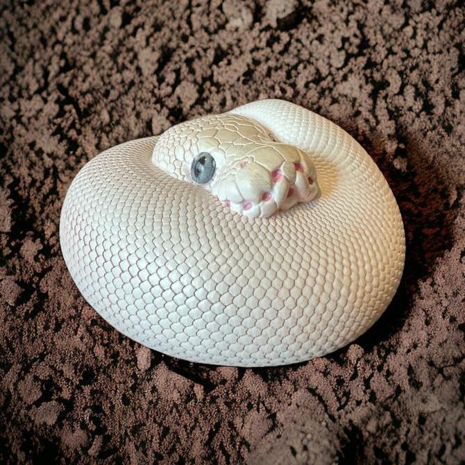 Ball Python Leucistic - Figura Python Regius Resin Animal Heavenly Body
