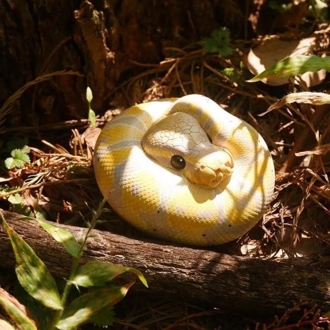 Animal Heavenly Body - Resin Animal Banana Pastel Ball Python regius Snake