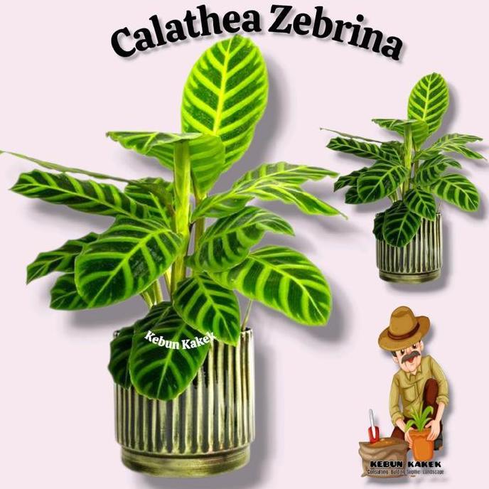 Decorao - Calathea Zebrina / Tanaman Hias Calathea Zebrina / Tanaman Hidup Calathea Zebrina