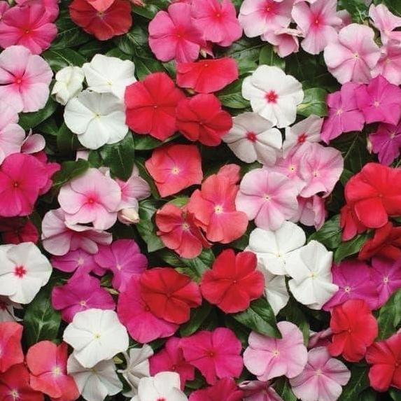 Bibit Benih Biji Bunga Gantung Vinca Mix Warna Tapak Dara Mudah Tumbuh valid