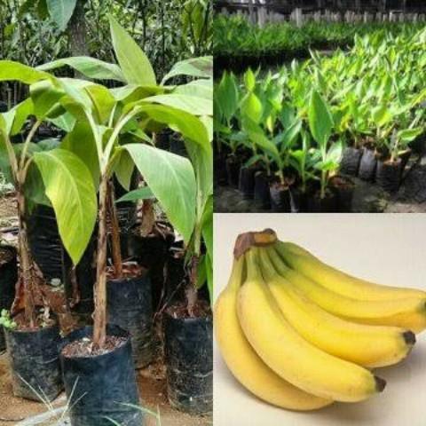 BIBIT PISANG CAVENDISH F17 UNGGUL GENJAH MMZ