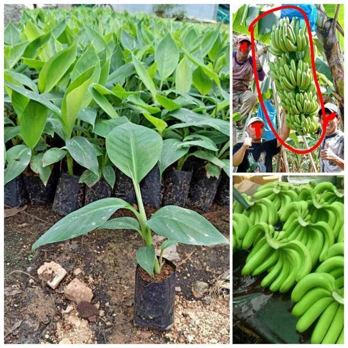 BIBIT BUAH PISANG CAVENDISH/ PISANG CAVENDISH/BIBIT PISANG MMZ