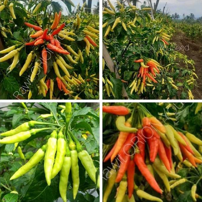 Parque - Benih Cabe Rawit Orion F1 Isi 50 Biji