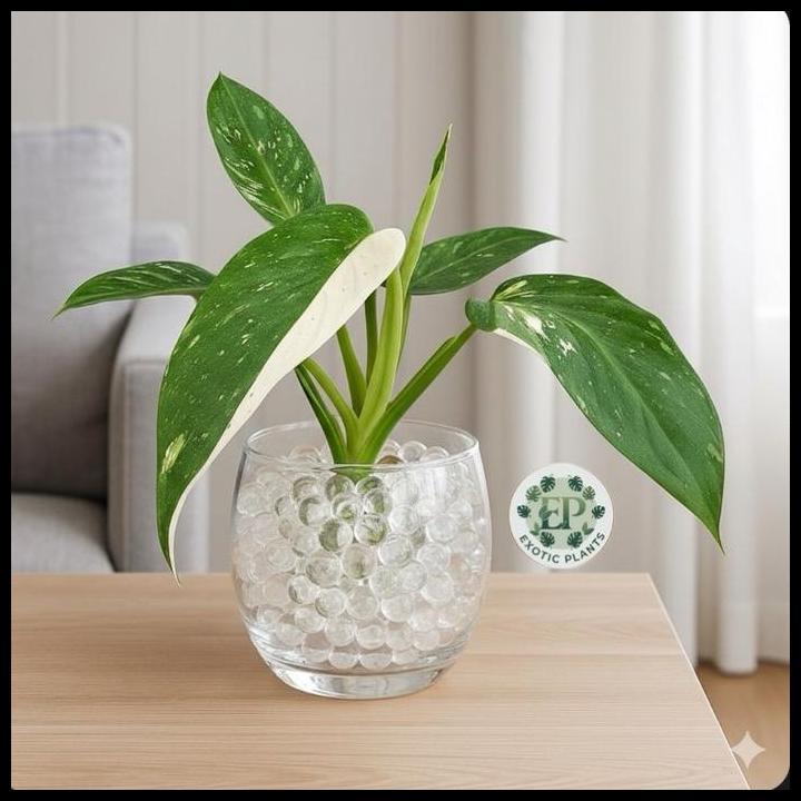 Terlaris Paket Lengkap Tanaman Hias Media Air Philodendron Jose Buono Varigata+Vas Bunga+Media Hydro