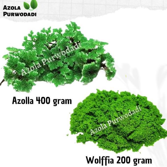 Promo Paket Azolla 400Gr + Wolffia 200Gr Cod